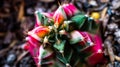 Closeup of variegated Gymnocalycium mihanovichii cactus