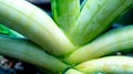 Closeup of beautiful variegated Sansevieria boncellensis