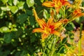 Closeup of beautiful, vibrant, orange tiger lily blossom in summer Royalty Free Stock Photo