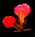 Closeup of a beautiful, vibrant red coloured May Flower or Gul Mohar as it is called in India. Royalty Free Stock Photo