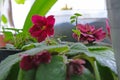 Closeup Beautiful View of Common zinnia Flower Royalty Free Stock Photo