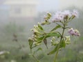 Beautiful view of Eupatorium odoratum woody herbaceous perennial growing as a climbing shrub. The leaves are arranged oppositely.