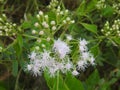 Beautiful view of Eupatorium odoratum woody herbaceous perennial growing as a climbing shrub. The leaves are arranged oppositely.