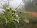 Beautiful view of Eupatorium odoratum woody herbaceous perennial growing as a climbing shrub. The leaves are arranged oppositely.