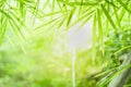 Closeup beautiful view of nature green bamboo leaf on greenery blurred background with sunlight and copy space. It is use for Royalty Free Stock Photo