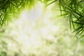 Closeup beautiful view of nature green bamboo leaf on greenery blurred background with sunlight and copy space. Royalty Free Stock Photo