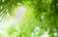 Closeup beautiful view of nature green bamboo leaf on greenery blurred background with sunlight and copy space. Royalty Free Stock Photo