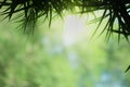 Closeup beautiful view of nature green bamboo leaf on greenery blurred background with sunlight and copy space. It is use for Royalty Free Stock Photo