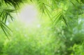 Closeup beautiful view of nature green bamboo leaf on greenery blurred background with sunlight and copy space. It is use for Royalty Free Stock Photo