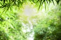 Closeup beautiful view of nature green bamboo leaf on greenery blurred background with sunlight and copy space. It is use for Royalty Free Stock Photo