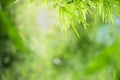 Closeup beautiful view of nature green bamboo leaf on greenery blurred background with sunlight and copy space. It is use for Royalty Free Stock Photo