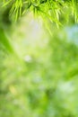 Closeup beautiful view of nature green bamboo leaf on greenery blurred background with sunlight and copy space. It is use for Royalty Free Stock Photo