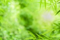 Closeup beautiful view of nature green bamboo leaf on greenery blurred background with sunlight and copy space. It is use for Royalty Free Stock Photo