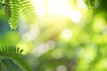 Closeup beautiful view of nature green leaf on greenery blurred background with sunlight and copy space. It is use for natural Royalty Free Stock Photo