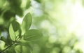 Closeup beautiful view of nature green leaf on greenery blurred background with sunlight and copy space. It is use for natural Royalty Free Stock Photo