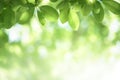 Closeup beautiful view of nature green leaf on greenery blurred background with sunlight and copy space. It is use for natural Royalty Free Stock Photo