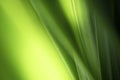 Closeup beautiful view of nature green leaf on greenery blurred background with sunlight and copy space. It is use for natural Royalty Free Stock Photo