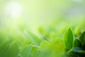 Closeup beautiful view of nature green leaves on blurred greenery tree background with sunlight in public garden park. It is Royalty Free Stock Photo