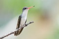 Closeup of a beautiful Violet-crowned hummingbird on a tree branch in a forest Royalty Free Stock Photo