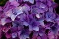 Closeup of beautiful violet Hydrangea flowers after the rain Royalty Free Stock Photo