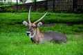 Closeup of a beautiful waterbuck animal resting on the green grasses in the field. Defassa water buck from the family Bovidae Royalty Free Stock Photo