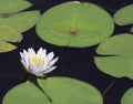 Closeup beautiful water-lily with reflection Royalty Free Stock Photo