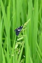 closeup the beautiful white black color butterfly hold on the green grass plant with paddy plant soft focus natural green Royalty Free Stock Photo
