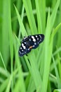 closeup the beautiful white black color butterfly hold on the green paddy plant leaf soft focus natural green background Royalty Free Stock Photo