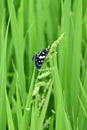 closeup the beautiful white black color butterfly hold on the green paddy plant leaf soft focus natural green background Royalty Free Stock Photo