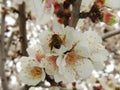 Closeup of beautiful white blossoms and a bee on a tree during spring Royalty Free Stock Photo