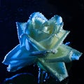 Closeup beautiful white and blue rose with water drops. white rose flower macro in bubbles on a black background. Drop Royalty Free Stock Photo