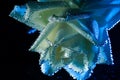 Closeup beautiful white and blue rose with water drops. white rose flower macro in bubbles on a black background. Drop Royalty Free Stock Photo