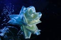 Closeup beautiful white and blue rose with water drops. white rose flower macro in bubbles on a black background. Drop Royalty Free Stock Photo