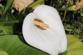 Closeup of a beautiful white Bog arum or Calla flower under the sunlight Royalty Free Stock Photo