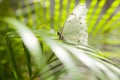 Closeup of beautiful white butterfly sitting on a tropical leaf Royalty Free Stock Photo