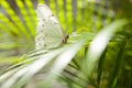 Closeup of beautiful white butterfly sitting on a tropical leaf Royalty Free Stock Photo