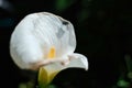 Closeup of a beautiful white calla lily flower in a garden under the sunlight Royalty Free Stock Photo