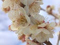 Closeup white blossoms cherry blossoms , macro image sweet color Royalty Free Stock Photo