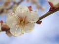 Closeup white blossoms cherry blossoms , macro image sweet color Royalty Free Stock Photo