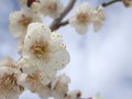 Closeup white blossoms cherry blossoms , macro image sweet color Royalty Free Stock Photo