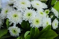 Closeup of beautiful white chrysanthemum flowers in full bloom with green leaves. Also called mums or chrysanths. Royalty Free Stock Photo