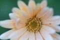 Closeup of a beautiful white cream cosmos flower