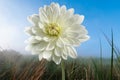 Closeup of a beautiful white dahlia flower in the summer garden Royalty Free Stock Photo