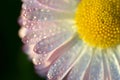 Closeup of beautiful white daisy Royalty Free Stock Photo