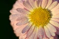 Closeup of beautiful white daisy Royalty Free Stock Photo