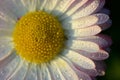 Closeup of beautiful white daisy Royalty Free Stock Photo