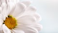 Closeup of a Beautiful White Daisy Royalty Free Stock Photo