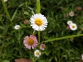 Closeup Beautiful White Daisy Flower Fully Bloom in the Garden