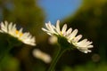 Closeup of beautiful white daisy flowers with a blue sky. Royalty Free Stock Photo