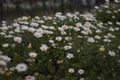 Closeup of beautiful white daisy flowers Royalty Free Stock Photo